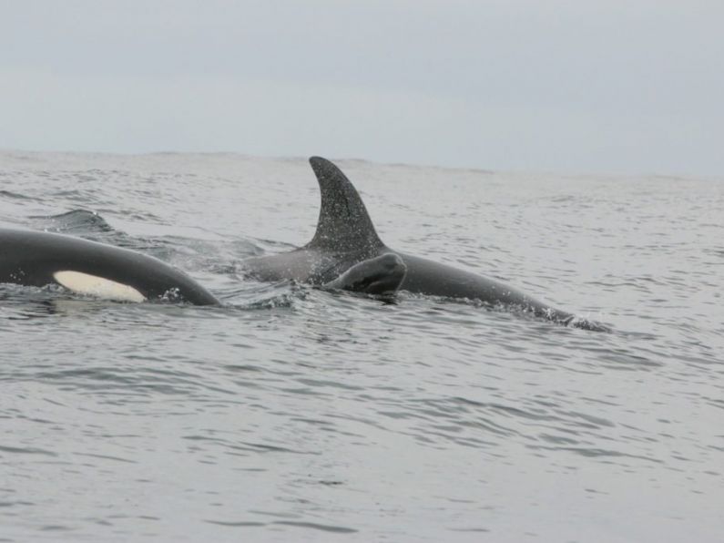 Watch: 20 whales spotted heading along the Waterford Estuary