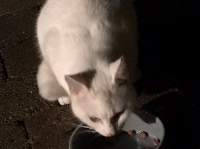 Found: An all white male cat