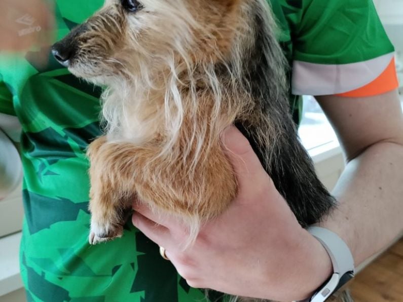 Found - A little Yorkie cross