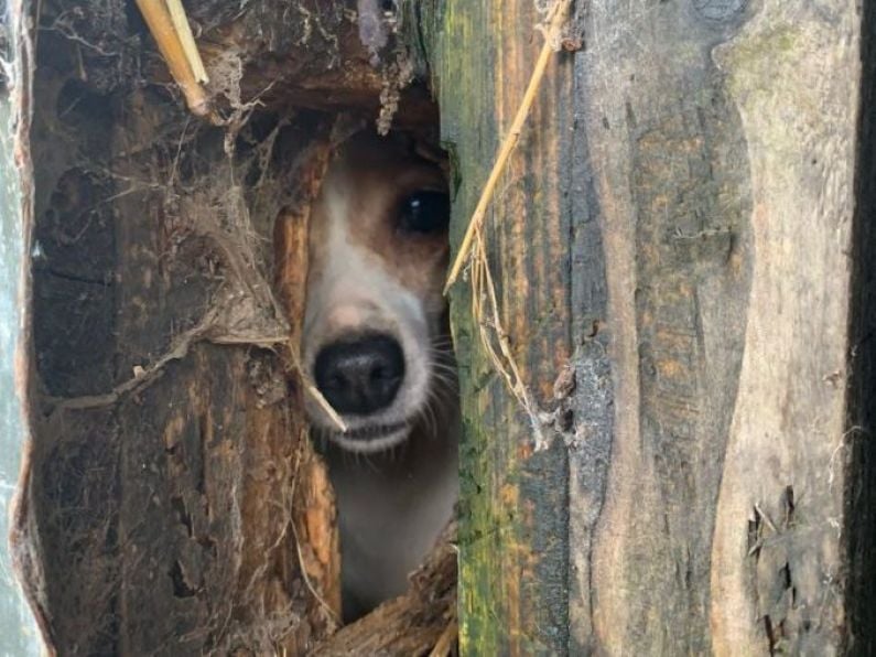 Gardaí and animal charity remove 21 animals from Co Tipperary property