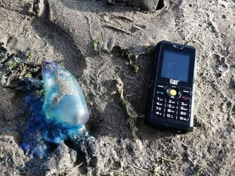 Venomous Portuguese Man O'War spotted on Cork beaches