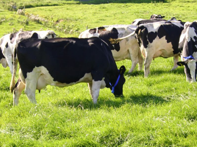 'Battle between cows and climate protection' needs to end, says Fine Gael TD