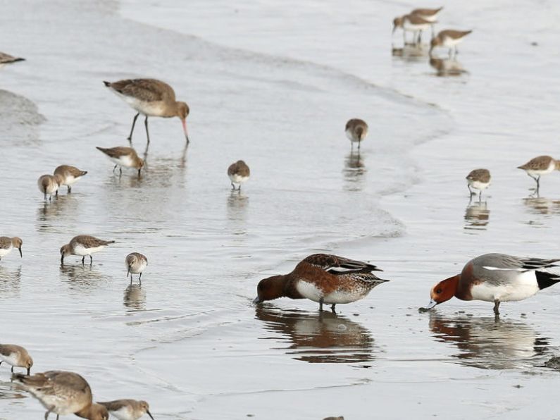 Irish Government preparing to hold citizens’ assembly on biodiversity