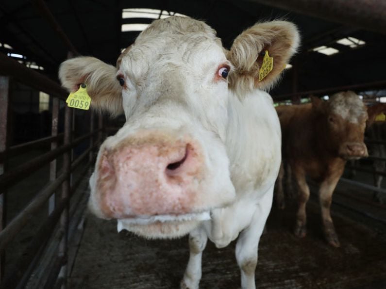 It is unlikely the national herd will have to be culled, says Eamon Ryan