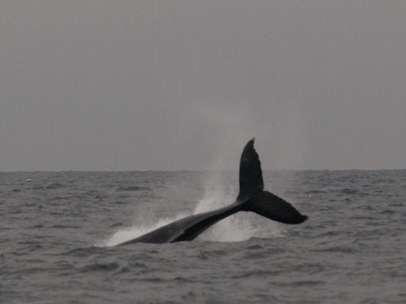 Whales moving through Waterford's waters