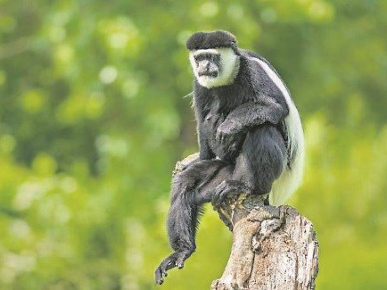 Latest: Escaped monkey has been returned to Fota Wildlife Park in Cork