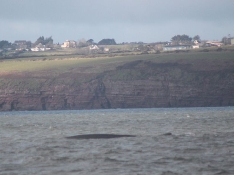Fin whales visible from the harbour in Dunmore East