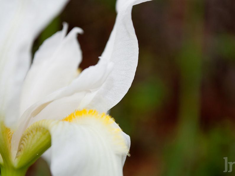 Eileen Lenane, Maoil A'Choirne, An Rinn