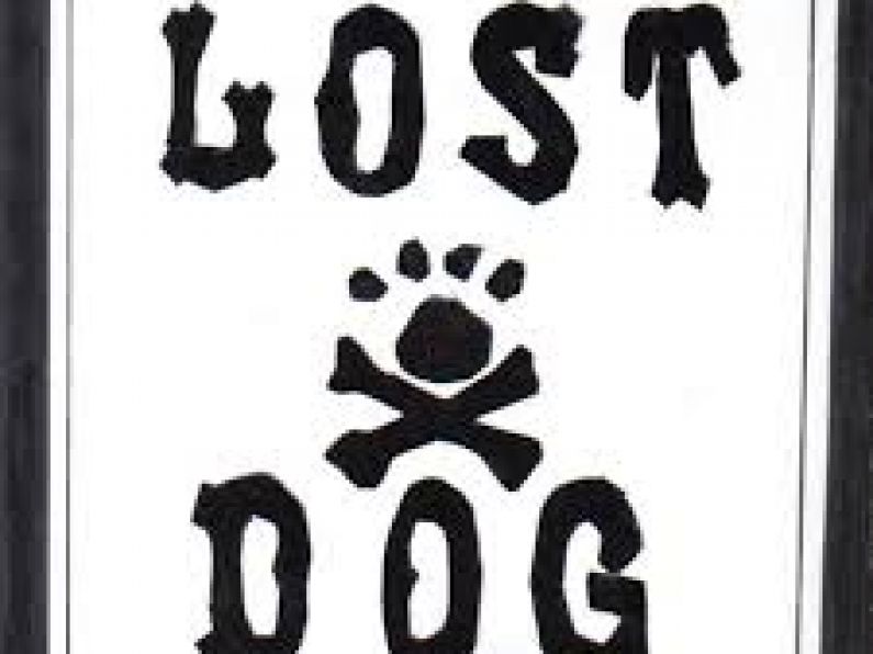 Lost - A brown terrier