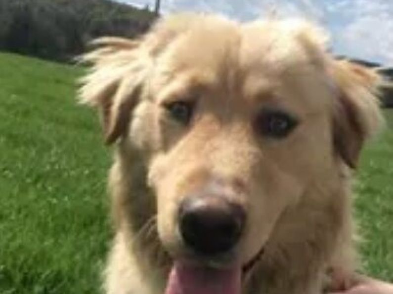 Found: golden retriever dog