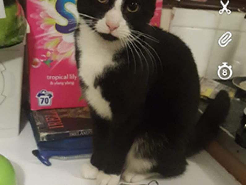 Black and white cat missing from the Gracedieu area..