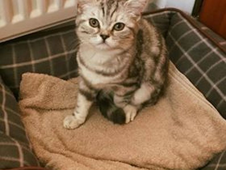 Lost: A female silver tabby cat