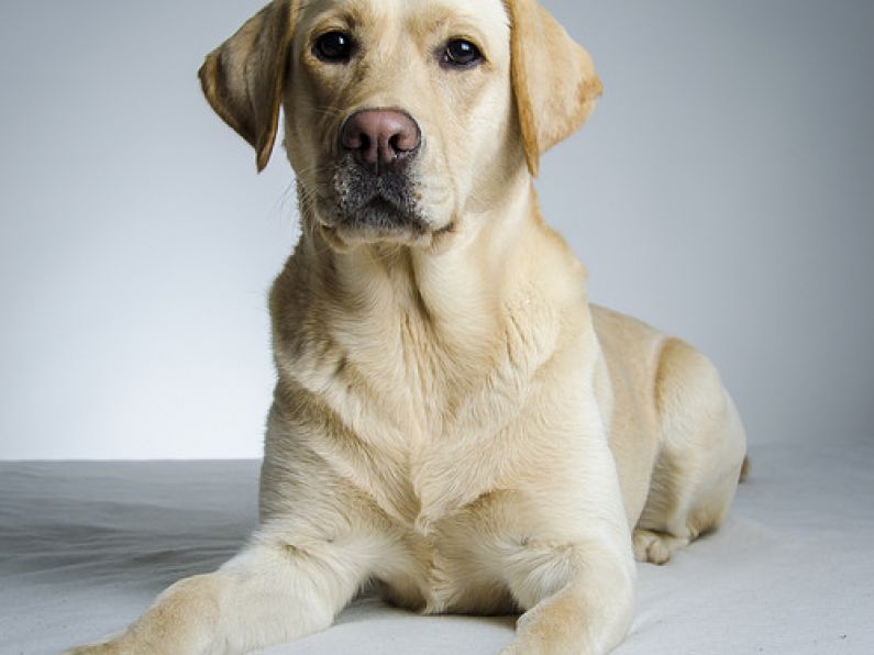 Found: A male golden Labrador