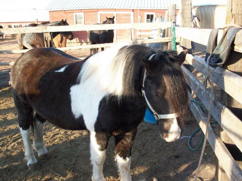 Found: 2 Shetland Pony’s