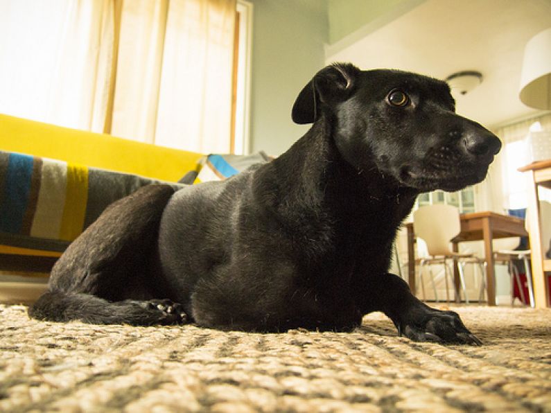 Lost: a whippet cross labrador