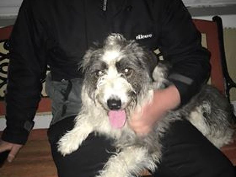 Found: a grey and white dog