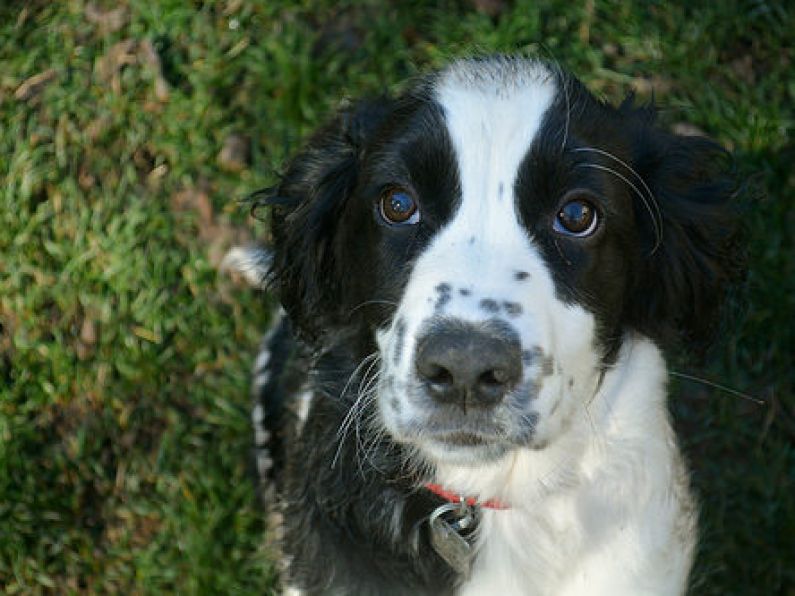 Lost: Black and White 2-year-old Springer Spaniel