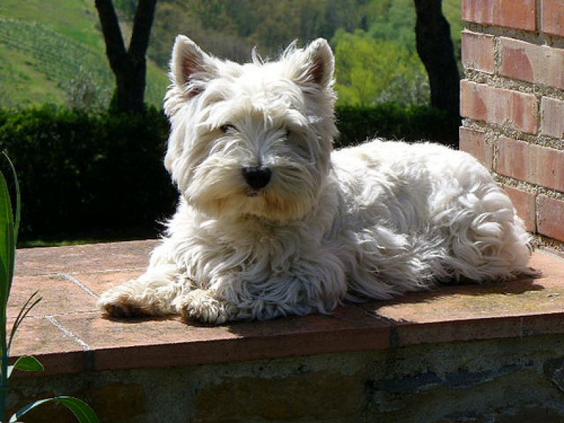 Lost: A West highland Terrier