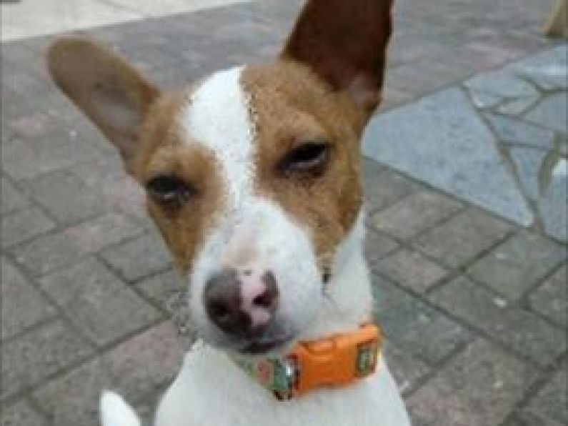 Lost: a white and tan Jack Russell