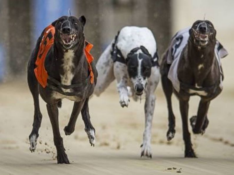 Update on this evening's Greyhound Racing at Kilcohan Park