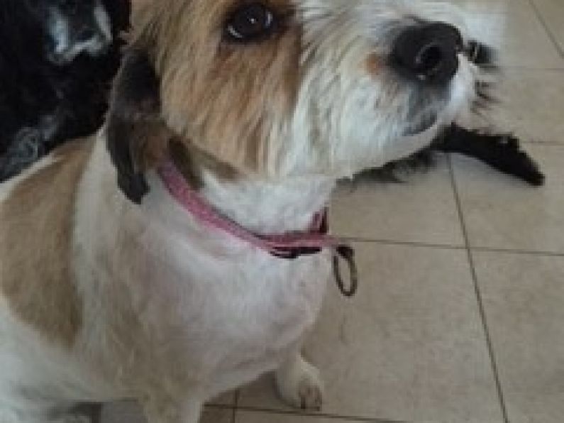 Lost: female brown and white large, long-haired terrier