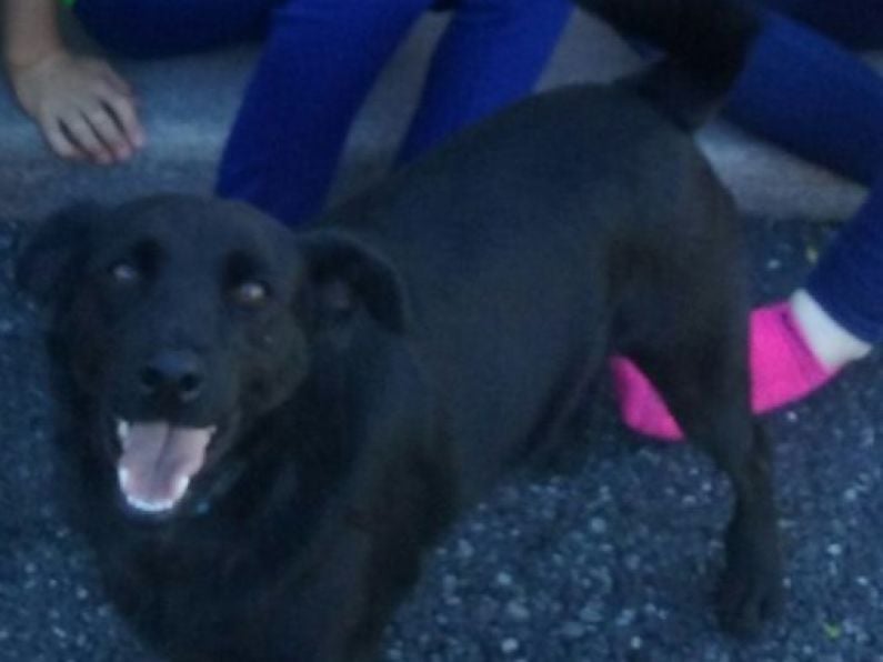 Lost: a  medium sized lab / collie cross