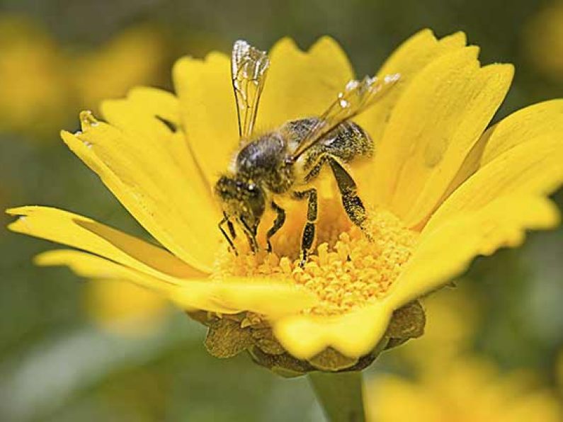 Gardai 'combing' the area for missing beehive