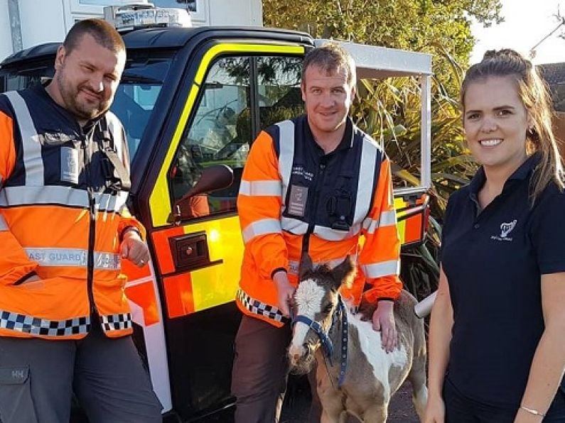 Waterford Coast Guard unit rescues small horse from cliff