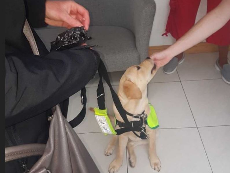 Listen back: Do you have what it takes to raise a puppy for the Irish Guide Dogs association?