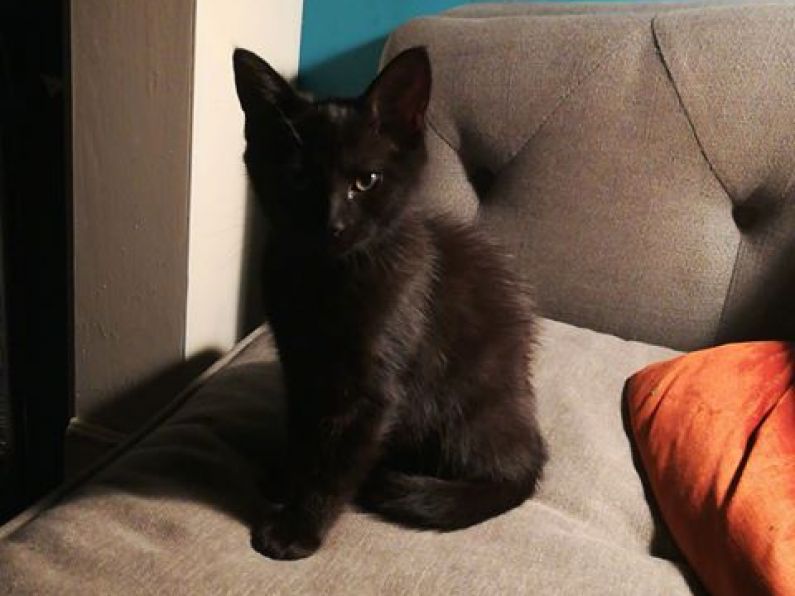 Found: Black kitten
