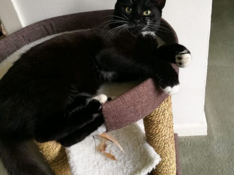 Lost: 6 Month old male black and white cat