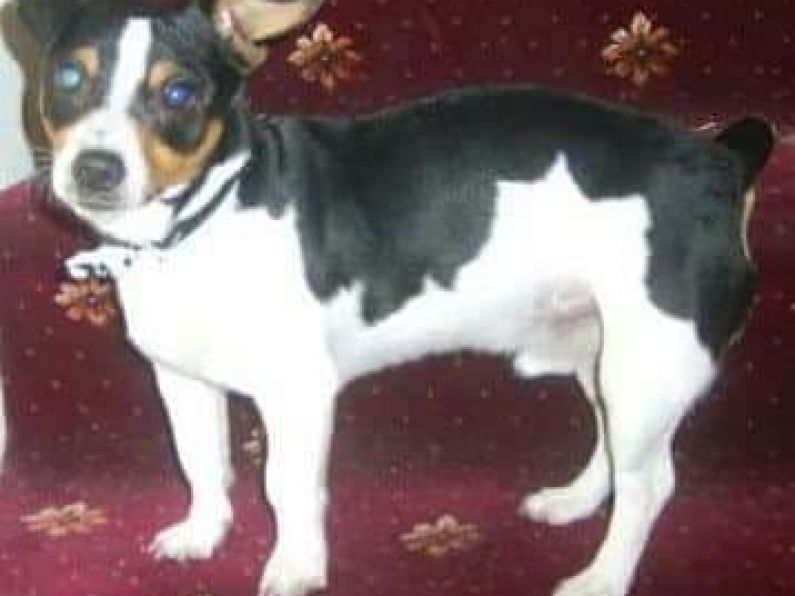 Lost: Male, black white & brown miniature Jack Russell
