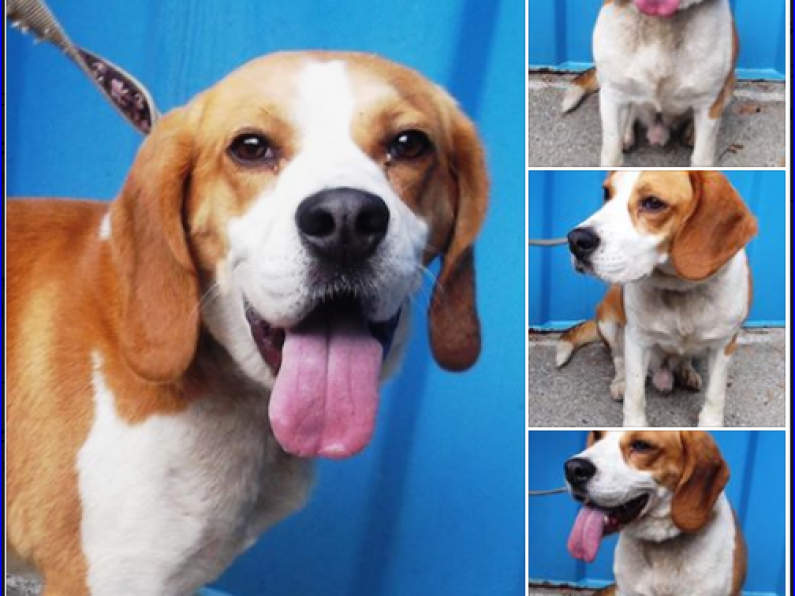 Found: Brown and white Beagle dog