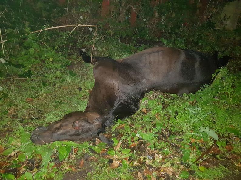 Horse put down in Tallow prior to Fair there today.