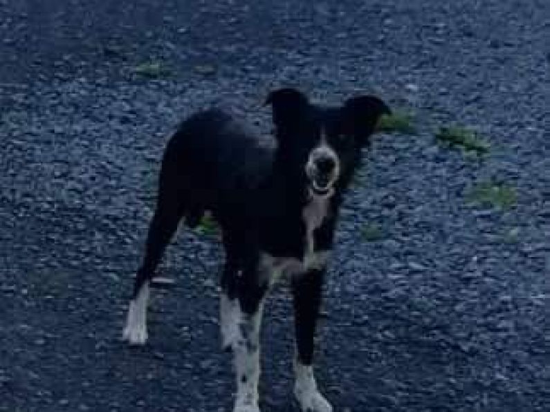 Lost: a black and white collie