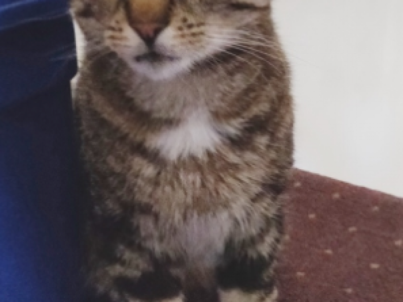Lost: a black and grey tabby cat