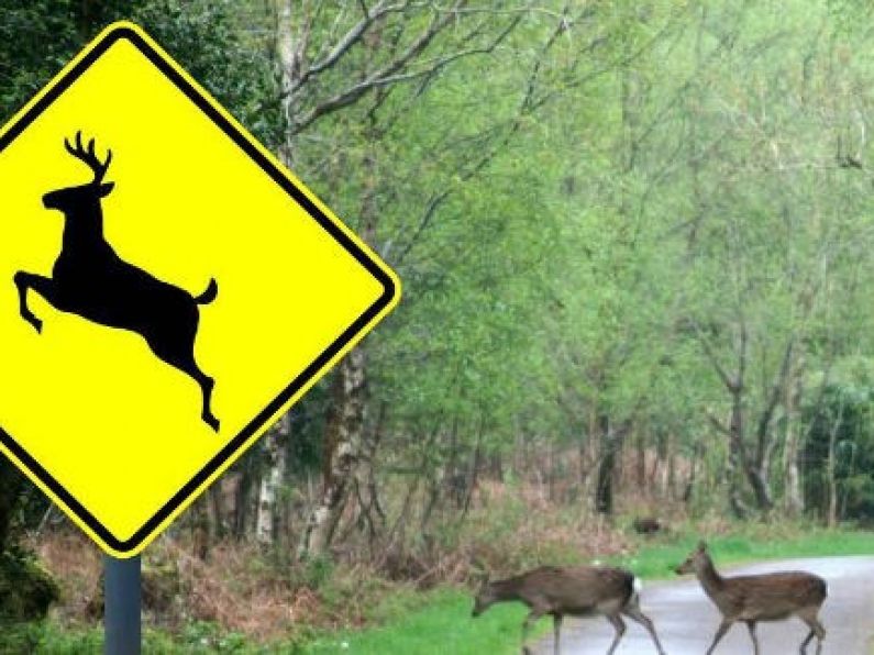Drivers urged to be wary of deer on east Waterford roads