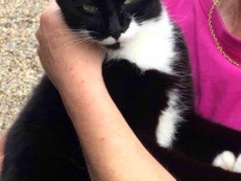 Lost: a black and white cat