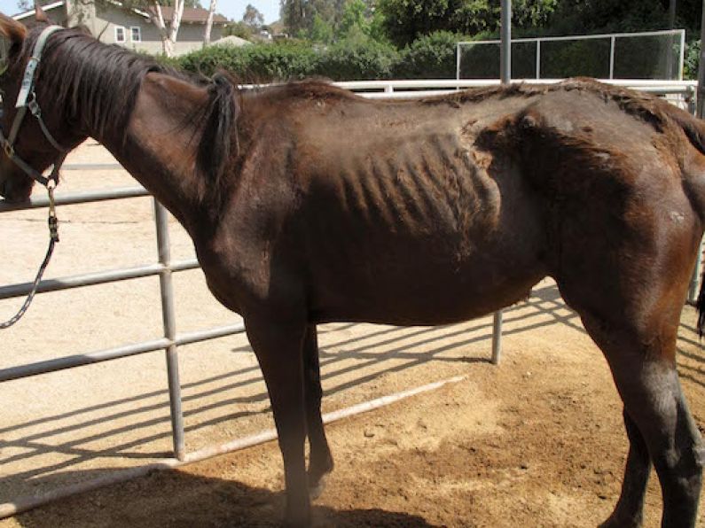 Waterford SPCA forced to issue statement following reports of horses in danger at '2071 Cockshutt Road'