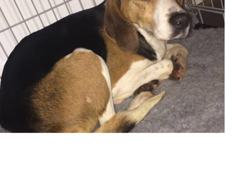 Lost: 3 year old Beagle mix