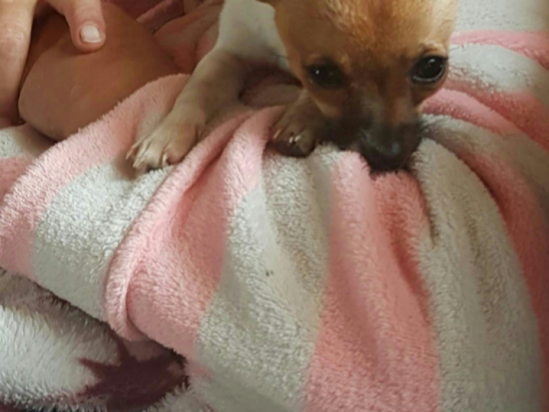 Lost: a male Chihuahua