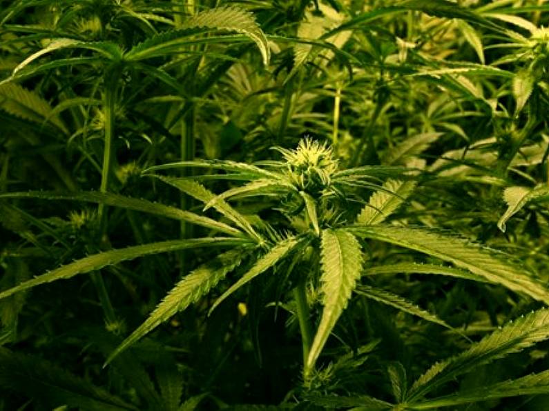 €12,000 worth of cannabis seized at South Kilkenny house