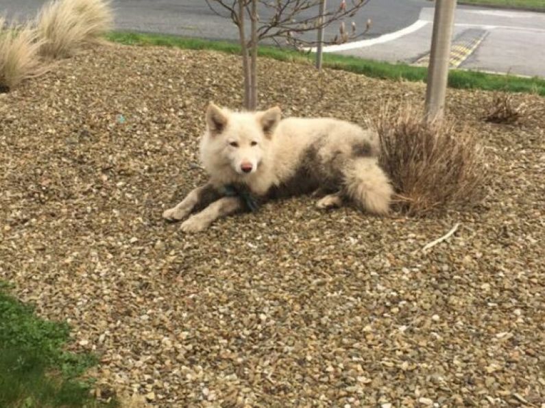 Found: A large white sheepdog