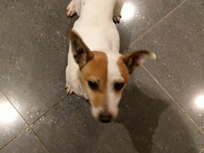 Found: Jack Russell