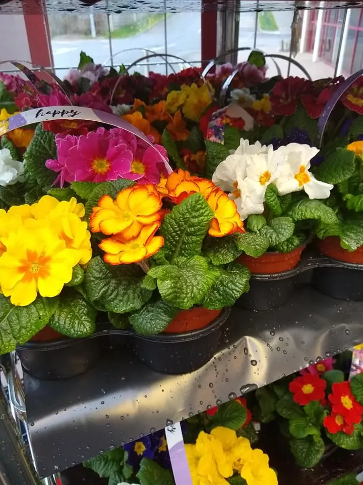 Bedding Plants Quish's SuperValu Tramore