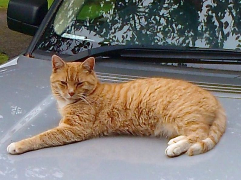 Lost: a male ginger cat