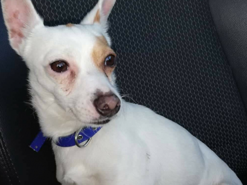 Found: a white and tan terrier mix