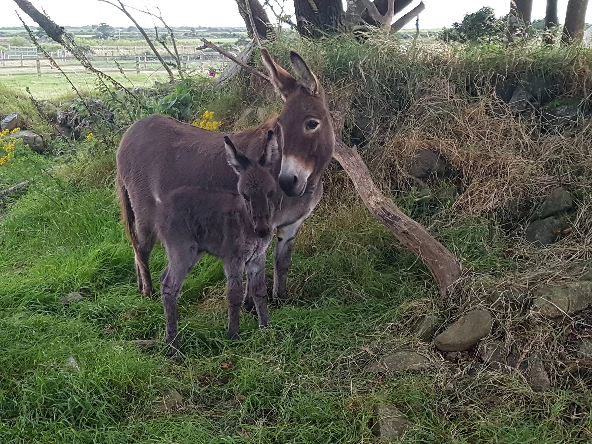 Donkeys