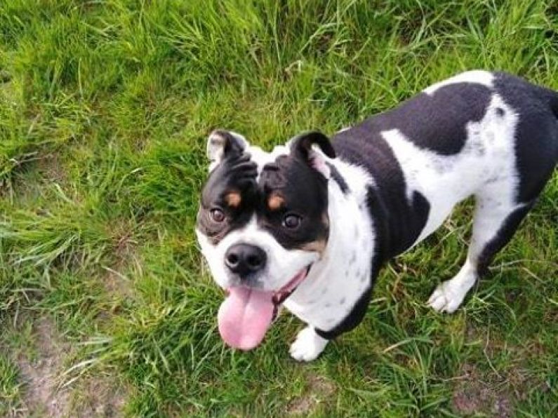 Lost: Staffie Bulldog mix