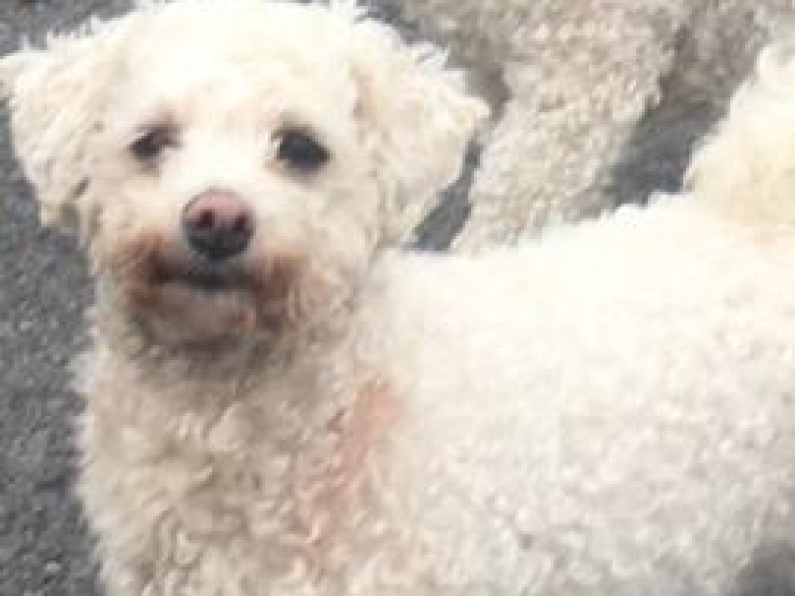 Lost: Bichon Frise